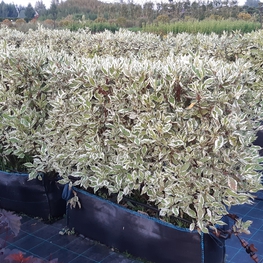 Дерен белый Элегантиссима (Cornus alba 'Elegantissima')