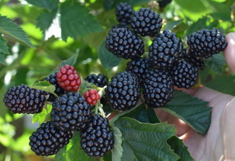 Ежевика Апачи (Rubus fruticosus 'Apache')