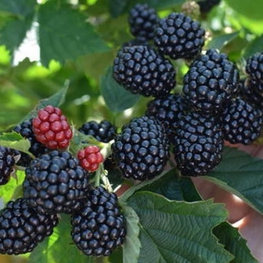 Ежевика Апачи (Rubus fruticosus 'Apache')