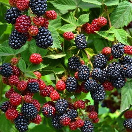 Ежевика Навахо (Rubus fruticosus 'Navaho')