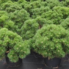 Сосна черная Нана (Pinus nigra 'Nana')