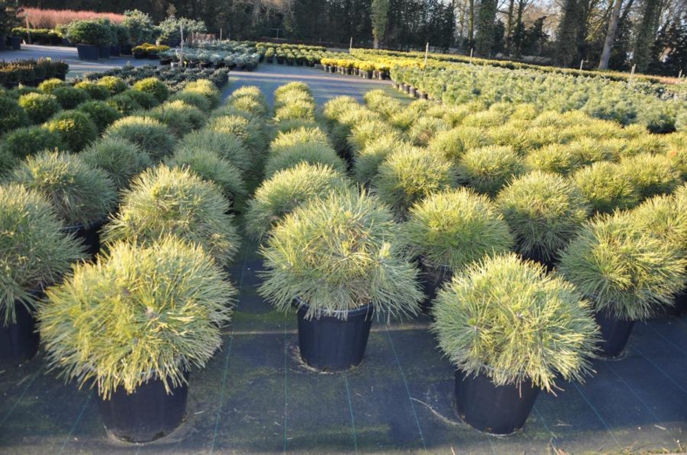 Сосна черная Шпильберг (Pinus nigra 'Spielberg')