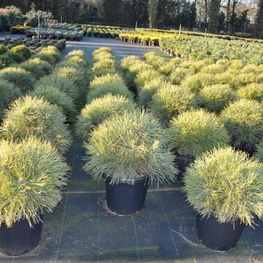 Сосна черная Шпильберг (Pinus nigra 'Spielberg')