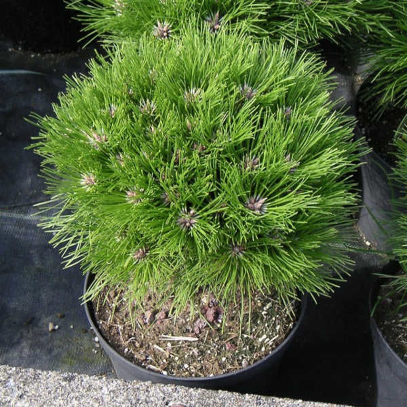 Сосна черная Мари Брегон (Pinus nigra 'Marie Bregeon')