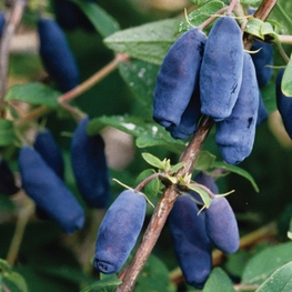 Жимолость съедобная Амфора (Lonicera caerulea 'Amfora')