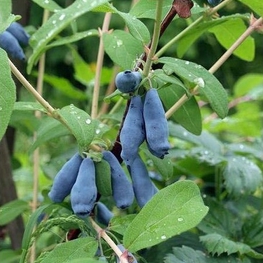 Жимолость съедобная Морена (Lonicera caerulea 'Morena')