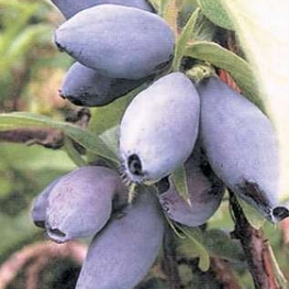 Жимолость съедобная Павловская (Lonicera caerulea 'Pavlovskaya')