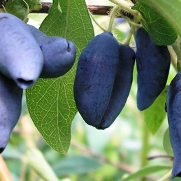 Жимолость съедобная Мальвина (Lonicera caerulea 'Malvina')