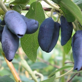 Жимолость съедобная Югана (Lonicera caerulea 'Yugana')