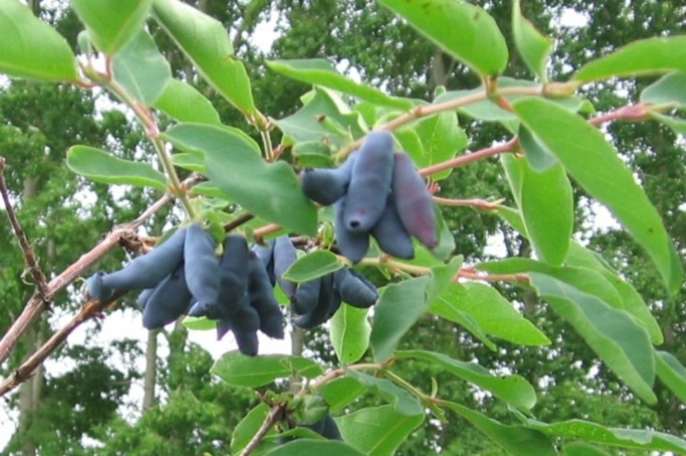 Жимолость съедобная Бакчарская (Lonicera caerulea 'Bakcharskaya')