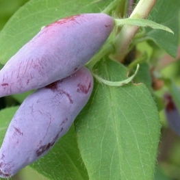 Жимолость съедобная Длинноплодная (Lonicera caerulea 'Dlinnoplodnaya')