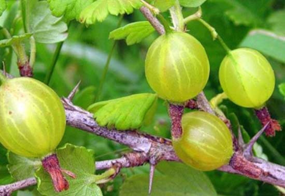 Крыжовник Белые Ночи (Ribes uva-crispa 'Belye Nochi')