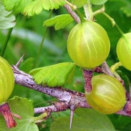 Крыжовник Белые Ночи (Ribes uva-crispa 'Belye Nochi')