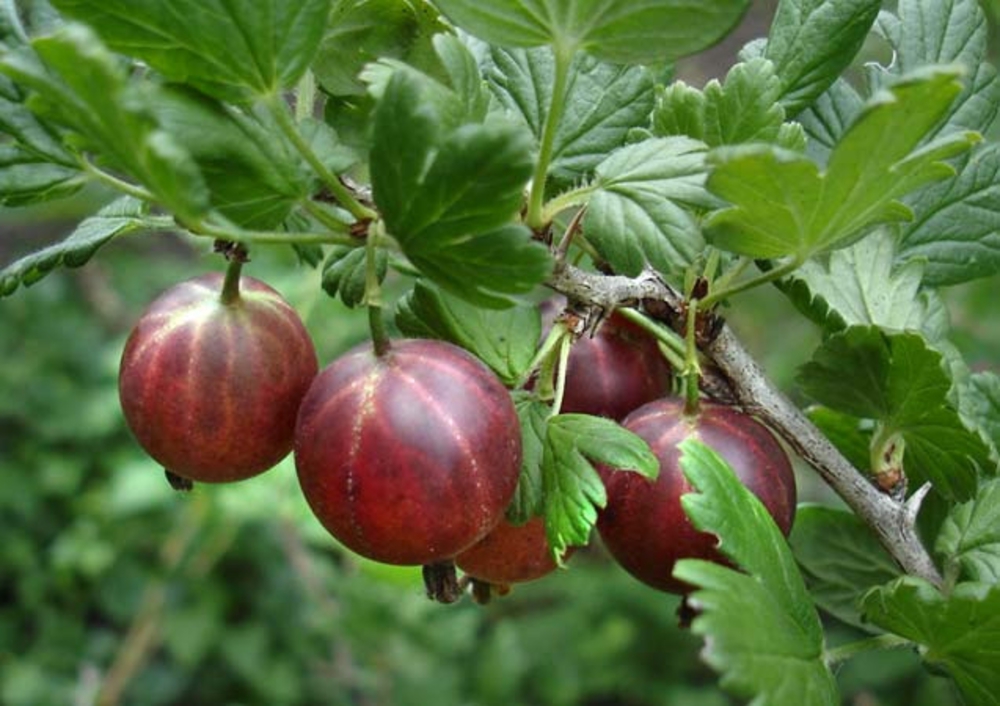 Крыжовник Маяк (Ribes uva-crispa 'Mayak')