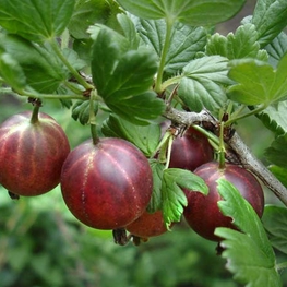 Крыжовник Маяк (Ribes uva-crispa 'Mayak')