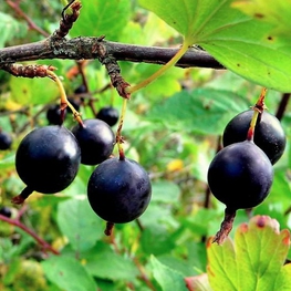 Крыжовник Орленок (Ribes uva-crispa 'Orlenok')