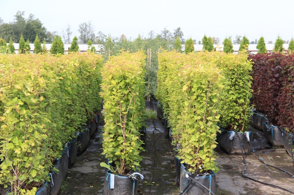 Пузыреплодник калинолистный Лютеус (Physocarpus opulifolius 'Luteus')