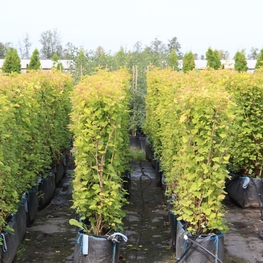 Пузыреплодник калинолистный Лютеус (Physocarpus opulifolius 'Luteus')