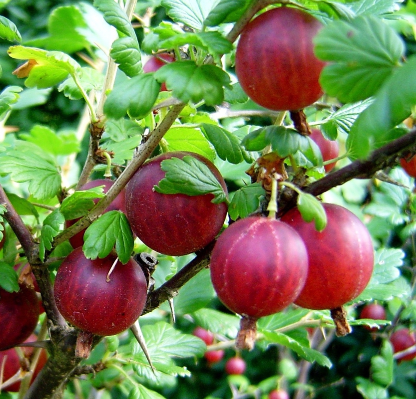 Крыжовник Салют (Ribes uva-crispa 'Salyut')