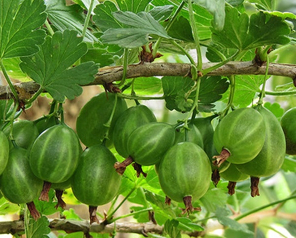 Крыжовник Уральский виноград (Ribes uva-crispa 'Uralskiy Vinograd')