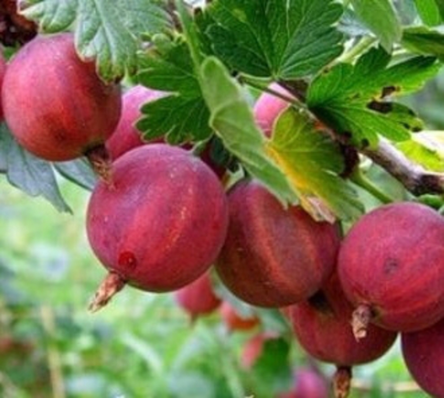 Крыжовник Краснославянский (Ribes uva-crispa 'Krasnoslavyanskiy')