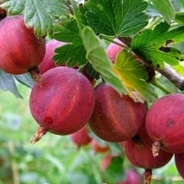 Крыжовник Краснославянский (Ribes uva-crispa 'Krasnoslavyanskiy')