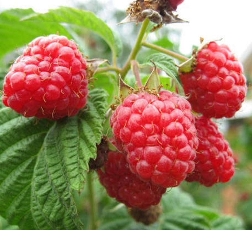 Малина Скромница (Rubus idaeus 'Skromnitsa')