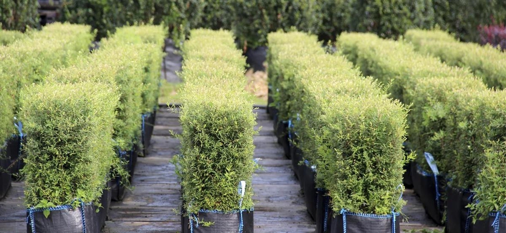Спирея серая Грефшейм (Spiraea x cinerea 'Grefsheim')