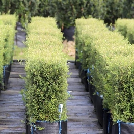 Спирея серая Грефшейм (Spiraea x cinerea 'Grefsheim')