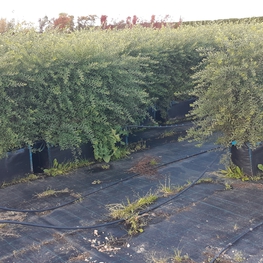 Спирея серая Грефшейм (Spiraea x cinerea 'Grefsheim')