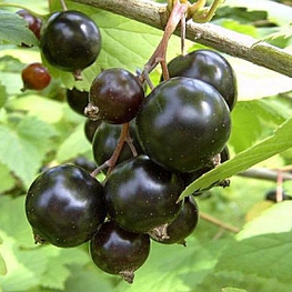 Смородина черная Ядреная (Ribes nigrum 'Yadrenaya')