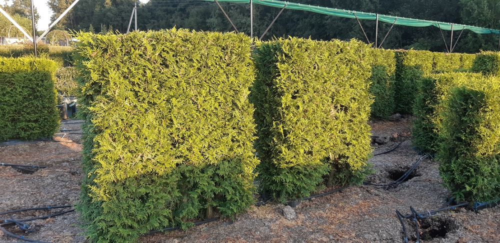 Туя западная Брабант (Thuja occidentalis 'Brabant')
