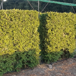 Туя западная Брабант (Thuja occidentalis 'Brabant')