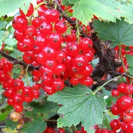 Смородина красная Натали (Ribes rubrum 'Natali')