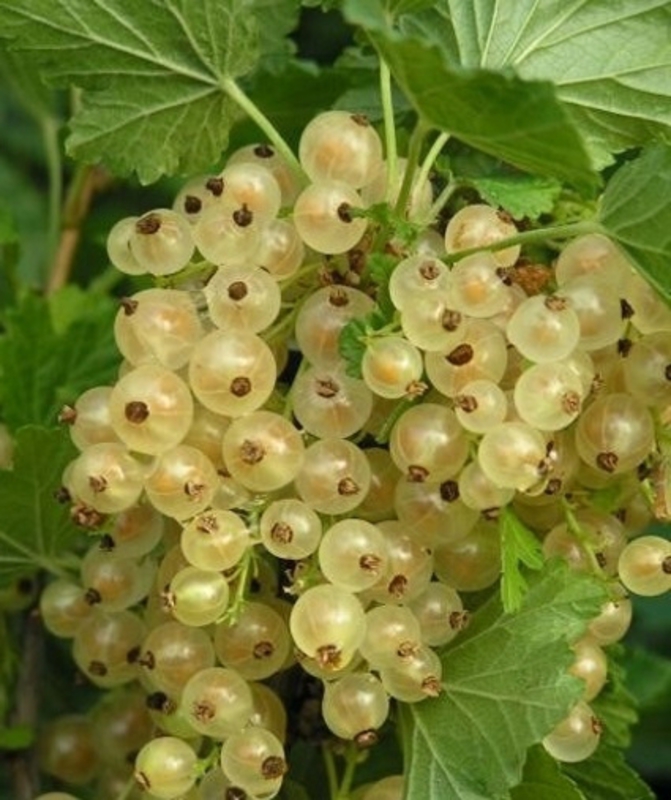 Смородина белая Версальская (Ribes rubrum 'Versalskaya')
