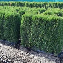 Туя западная Смарагд (Thuja occidentalis 'Smaragd')