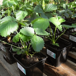 Земляника садовая Альфа (Fragaria x ananassa 'Alfa')