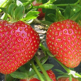 Земляника садовая Кимберли (Fragaria x ananassa 'Kimberly')