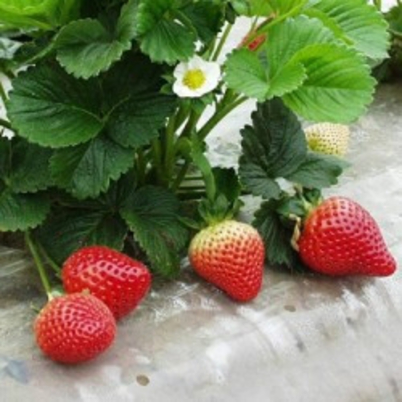 Земляника садовая Моллинг Опал (Fragaria x ananassa 'Malling Opal')