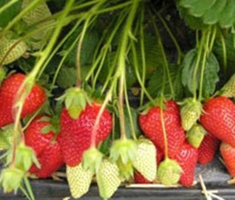 Земляника садовая Роксана (Fragaria x ananassa 'Roxana')