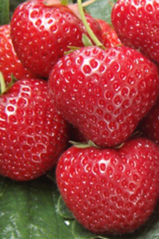 Земляника садовая Сельва (Fragaria x ananassa 'Selva')