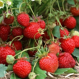 Земляника садовая Гирлянда (Fragaria x ananassa 'Girlyanda')
