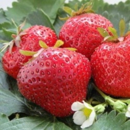 Земляника садовая Настена Сластена (Fragaria x ananassa 'Nastena Slastena')