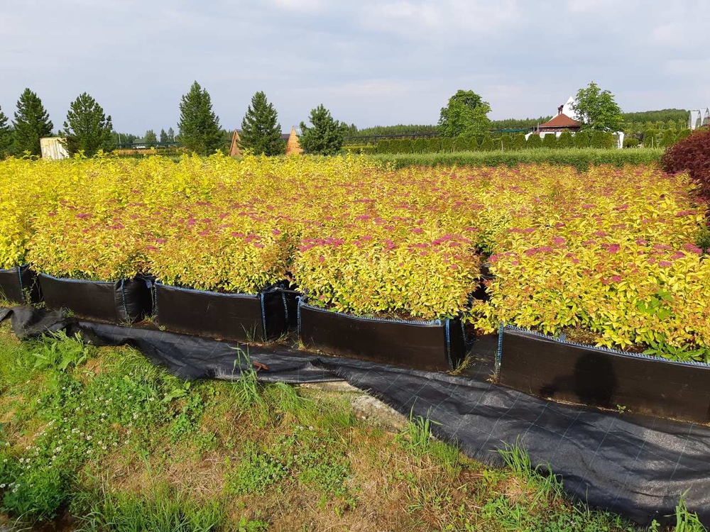 Спирея японская Голдфлейм (Spiraea japonica 'Goldflame')