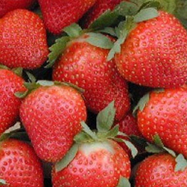 Земляника садовая Мальвина (Fragaria x ananassa 'Malvina')