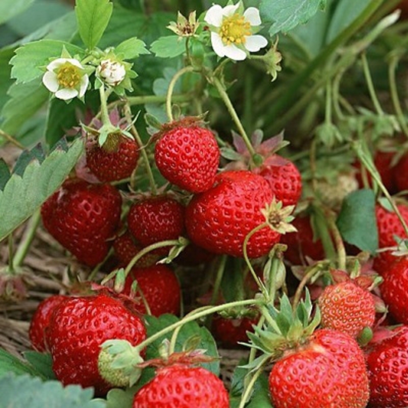 Земляника садовая Бениция (Fragaria x ananassa 'Benicia')