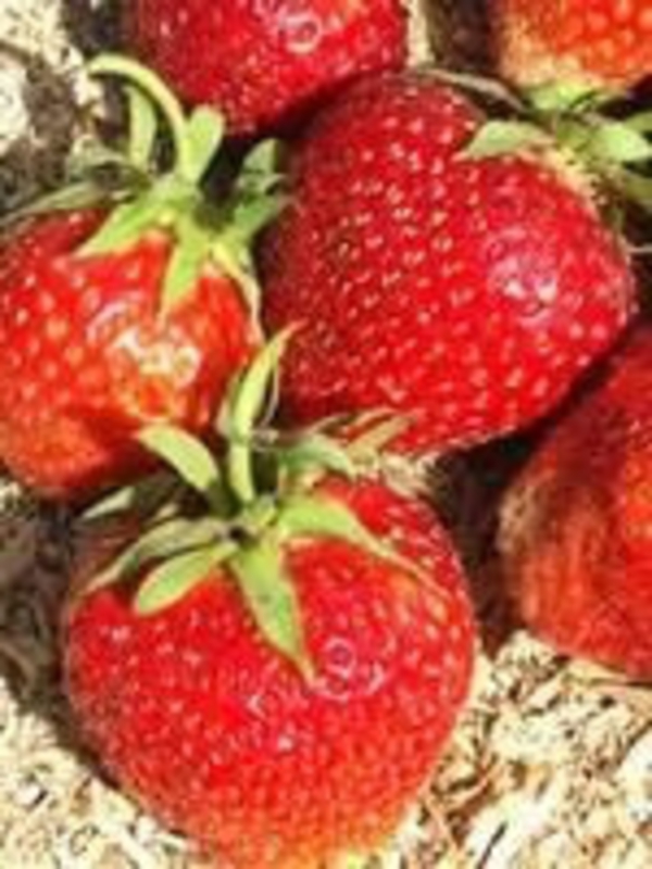 Земляника садовая Сударушка (Fragaria x ananassa 'Sudarushka')