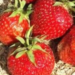 Земляника садовая Сударушка (Fragaria x ananassa 'Sudarushka')