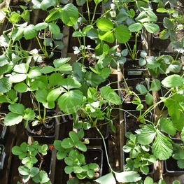 Земляника садовая Сударушка (Fragaria x ananassa 'Sudarushka')