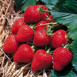 Земляника садовая Пандора (Fragaria x ananassa 'Pandora')